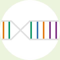 DNA Strand